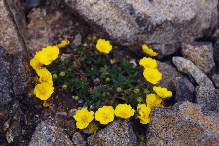 Potentilla aurea forme Pyrénées photo